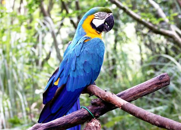 動物図鑑・ルリコンゴウインコ